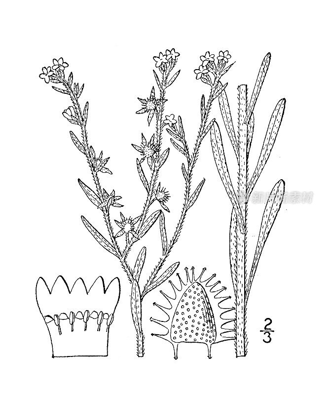 古董植物学植物插图:Lappula texana，毛粘种子